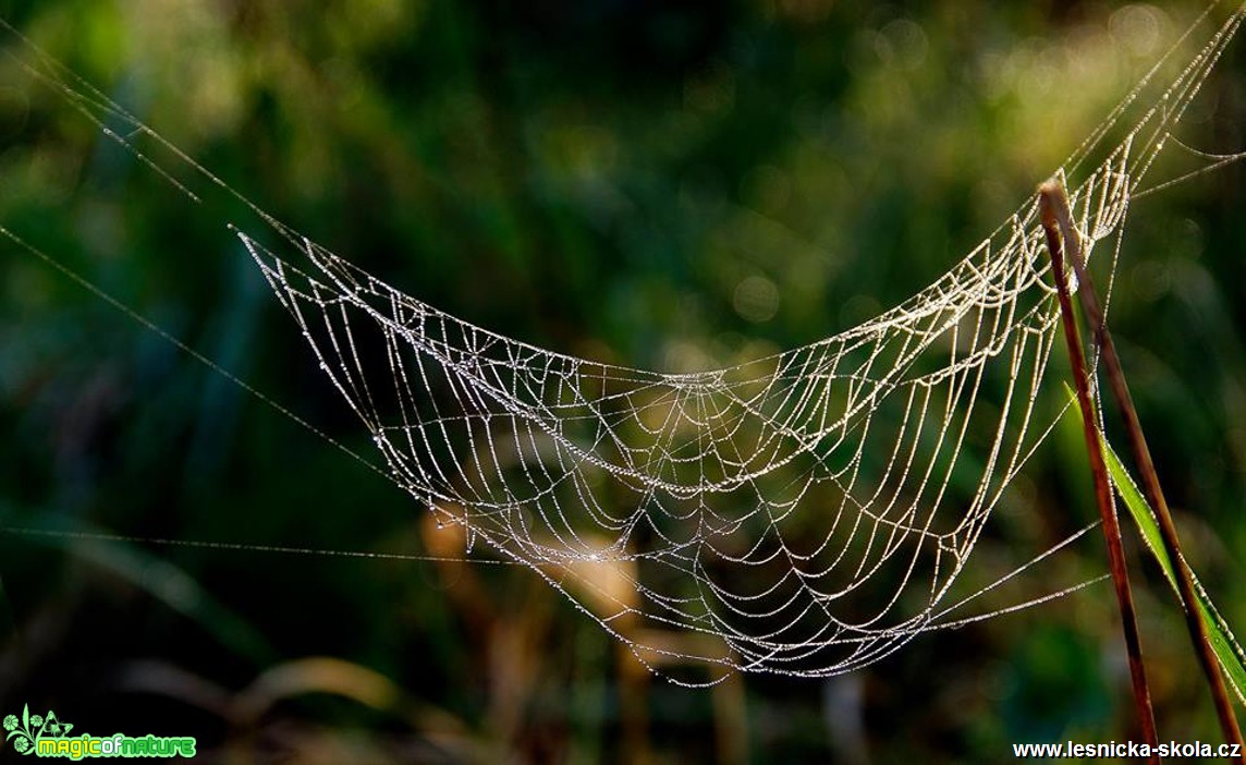 Svítání v pavučině - Foto Petr Germanič