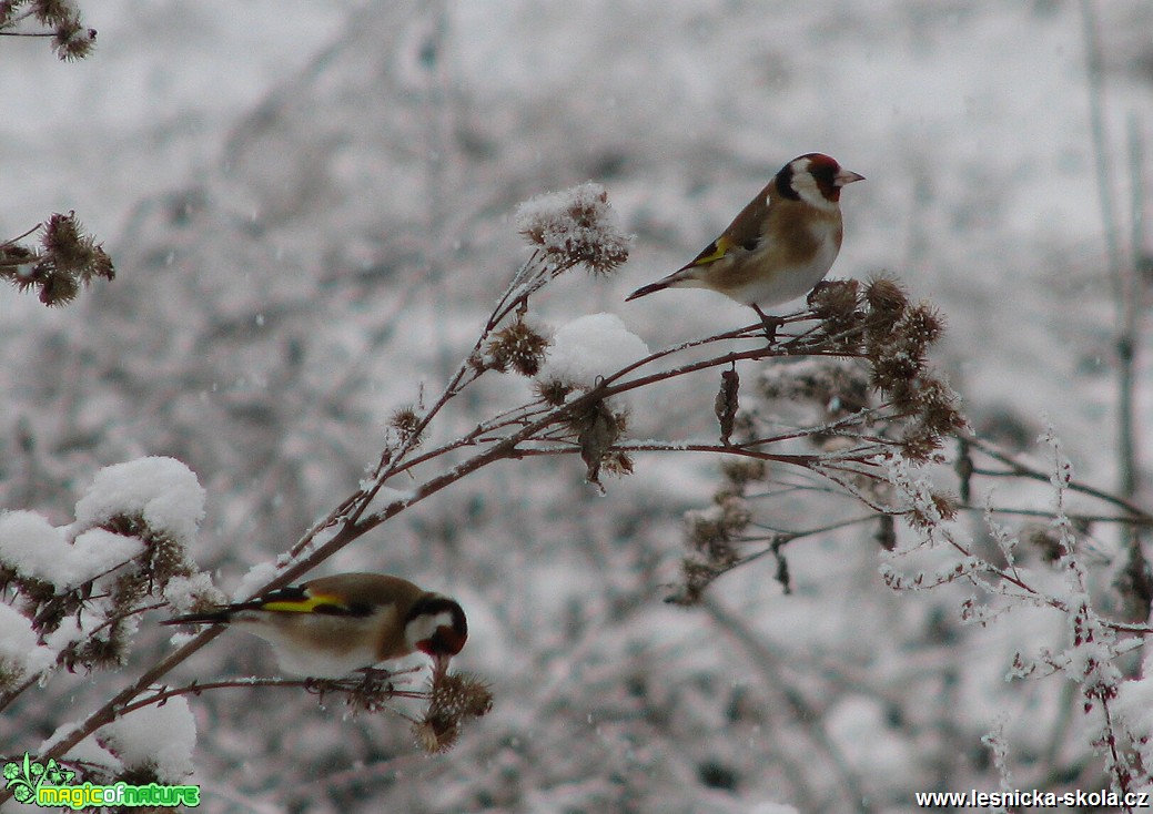 Stehlík obecný - Carduelis carduelis - Foto Miloslav Míšek