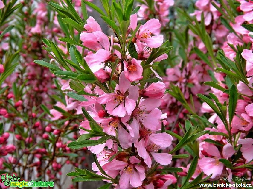 Lýkovec jedovatý - Daphne mezereum - Foto Jiří Havel