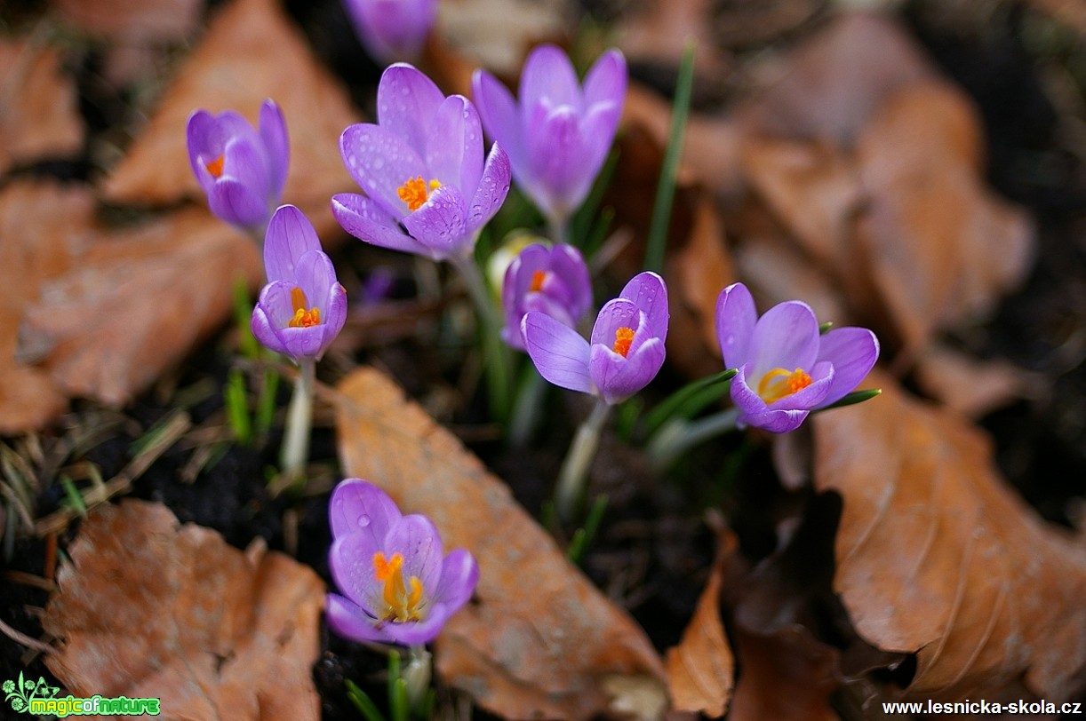 Šafrán jarní - Crocus vernus - Foto Lenka Steklá