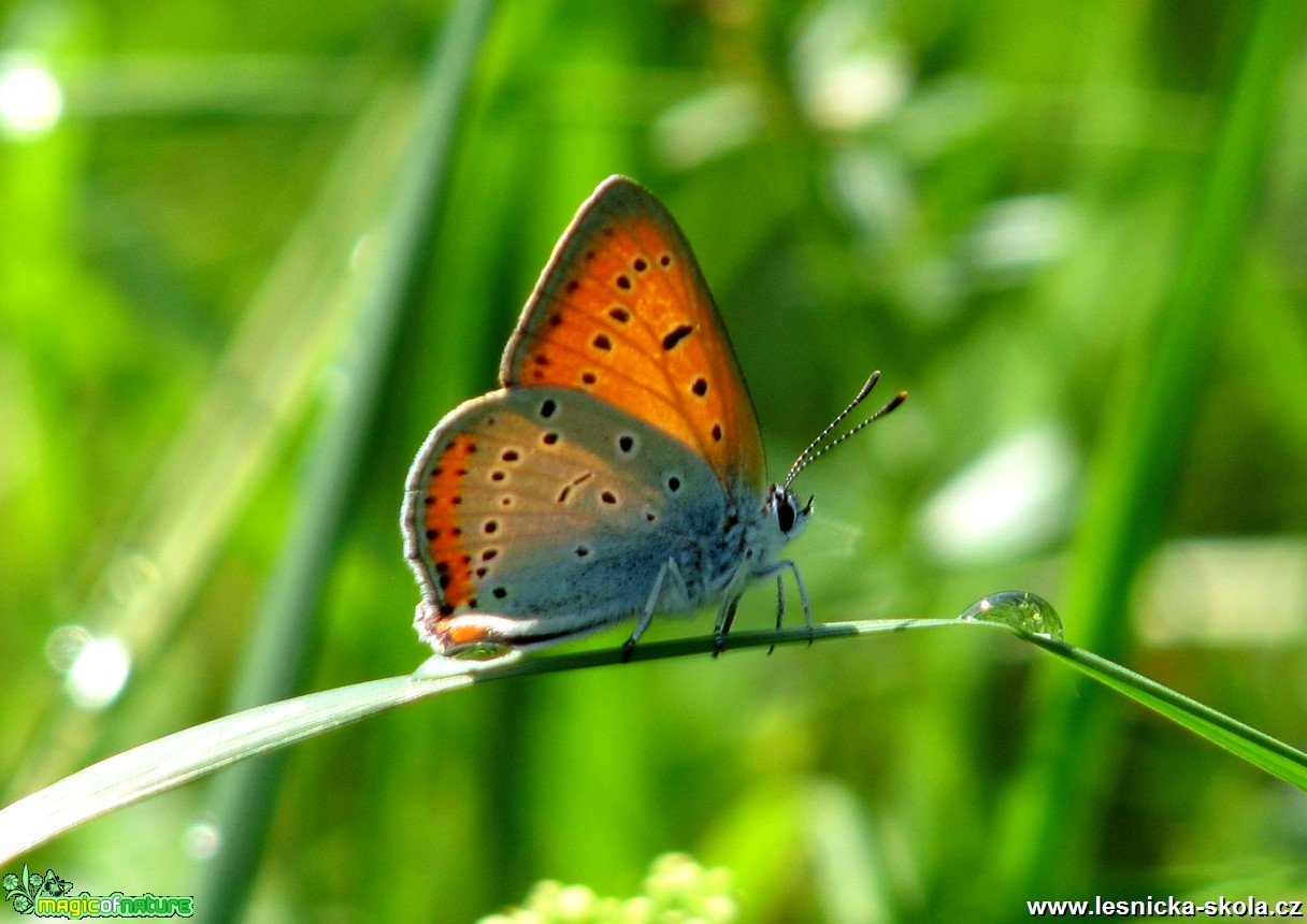 Ohniváček černočárný - Lycaena dispar - Foto Miloslav Míšek