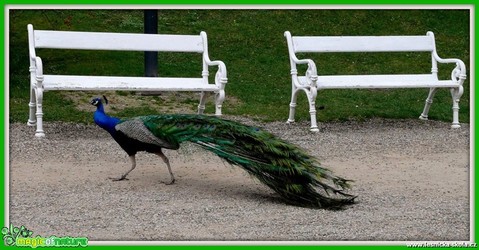 Páv korunkatý - Pavo cristatus - Foto Jiří Perlík (1)