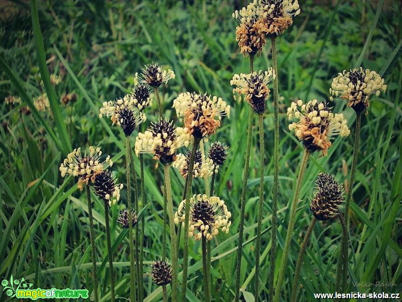 Jitrocel kopinatý - Plantago lanceolata - Foto Jiří Havel