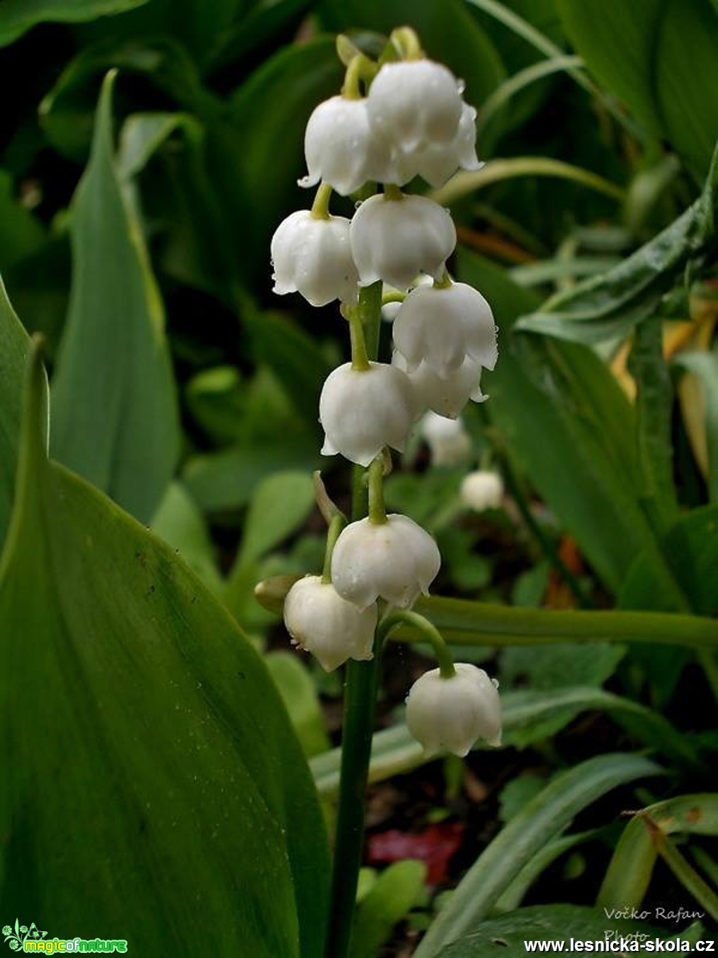 Konvalinka vonná - Convallaria majalis - Foto Jiří Havel (1)