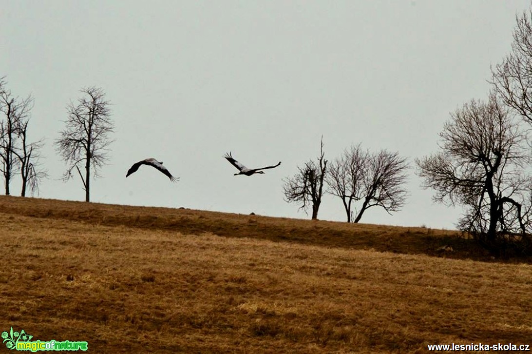 Jeřáb popelavý - Grus grus - Foto Michal Vorlíček (2)