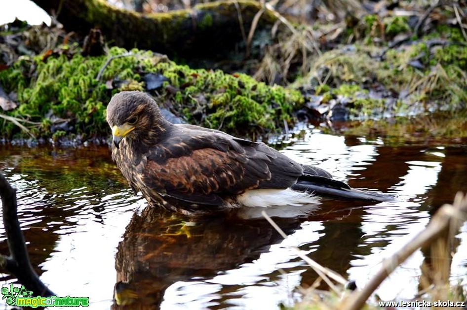 Káně Harrisova - Parabuteo unicinctus - Foto Michal Vorlíček (1)