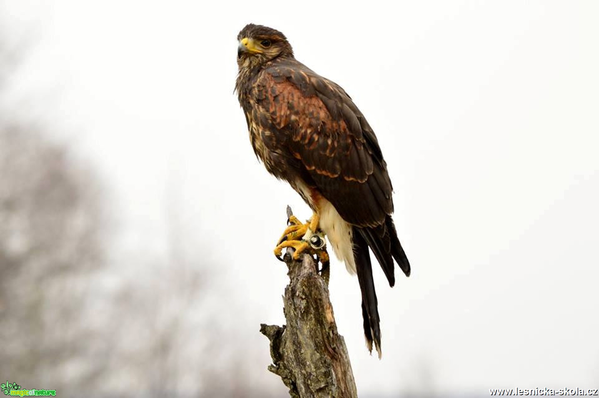 Káně Harrisova - Parabuteo unicinctus - Foto Michal Vorlíček (2)