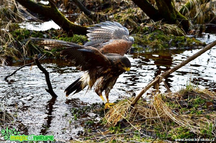 Káně Harrisova - Parabuteo unicinctus - Foto Michal Vorlíček (5)