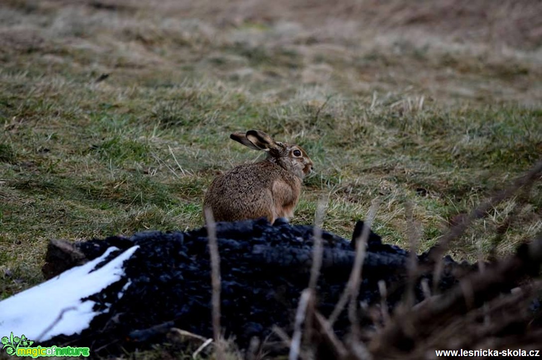 Zajíc polní - Lepus europaeus - Foto Michal Vorlíček