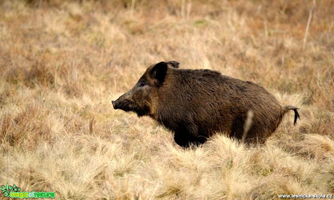 Prase divoké - Sus scrofa - Foto Michal Vorlíček (1)