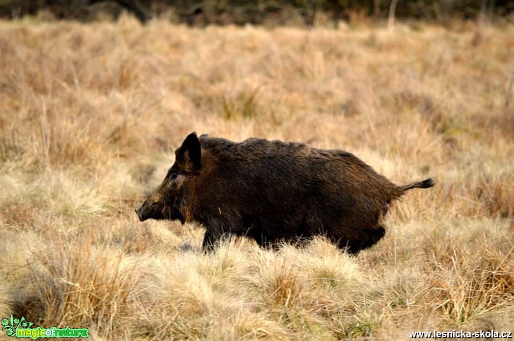 Prase divoké - Sus scrofa - Foto Michal Vorlíček (3)