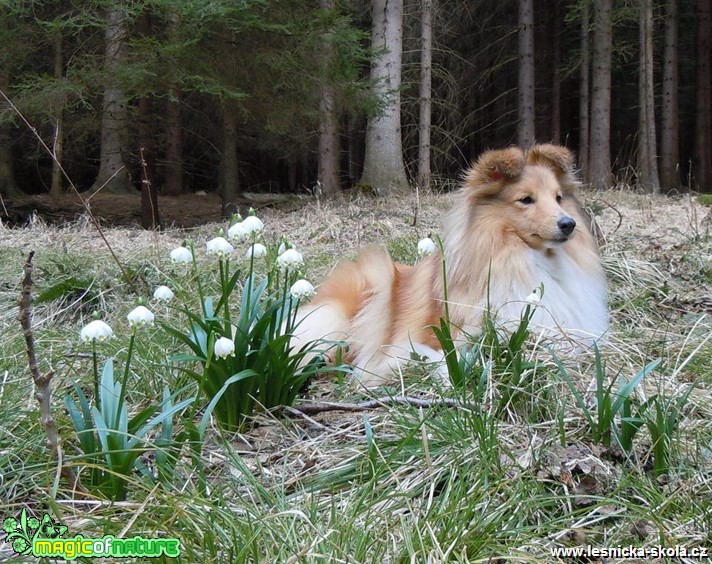 Bledulky na Vysočině - Foto Jiří Křivánek