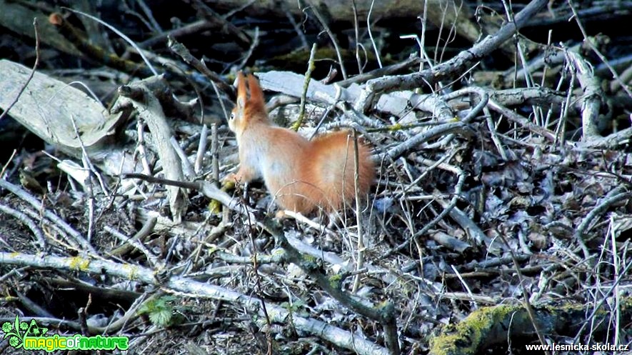 Veverka obecná - Sciurus vulgaris - Foto Rasťo Salčík