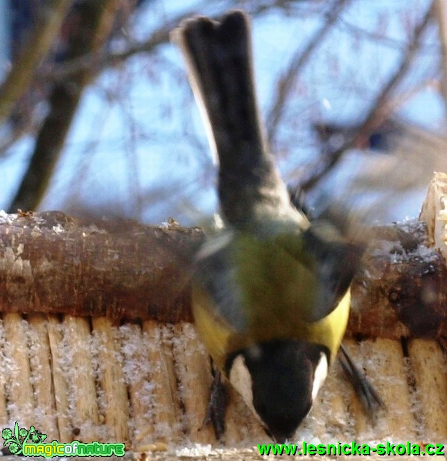 Sýkora koňadra - Parus major (3) - Foto David Hlinka