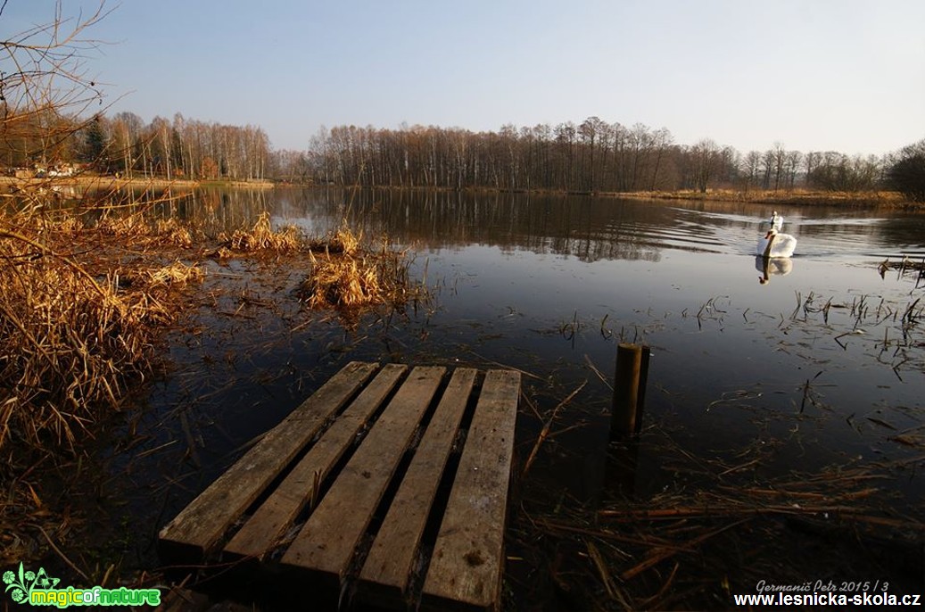 U vody - Foto Petr Germanič (1)