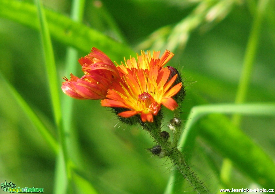 Jestřábník oranžový - Hieracium aurantiacum - Foto Miloslav Míšek