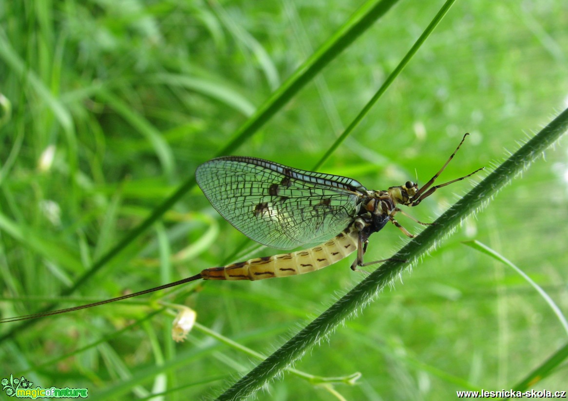 Jepice - Ephemeroptera - Foto Miloslav Míšek