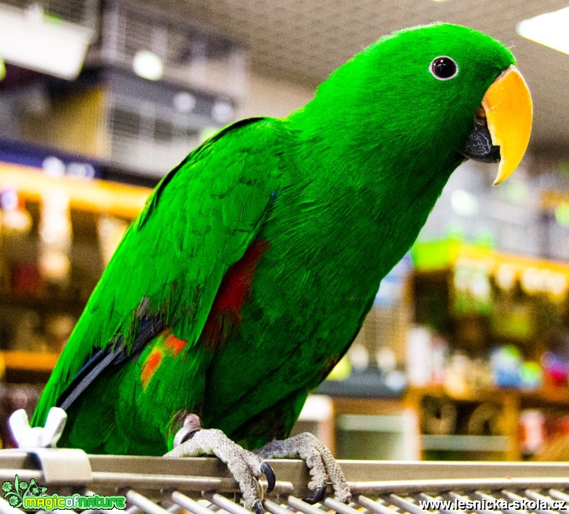 Eklektus různobarvý - Eclectus roratus - Foto David Hlinka (1)