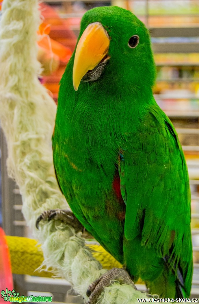 Eklektus různobarvý - Eclectus roratus - Foto David Hlinka (2)