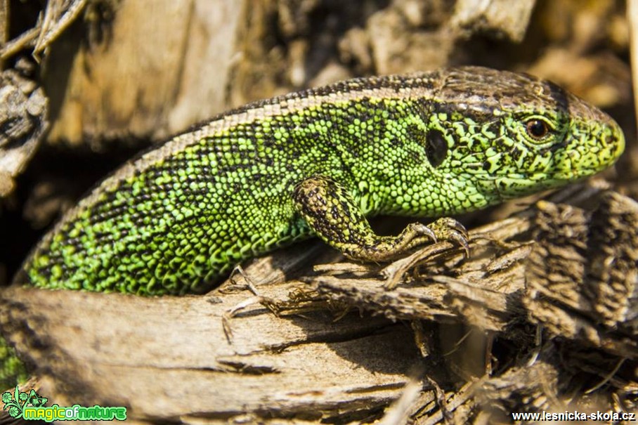 Ještěrka zelená - Lacerta viridis - Foto Jozef Pitoňák (1)