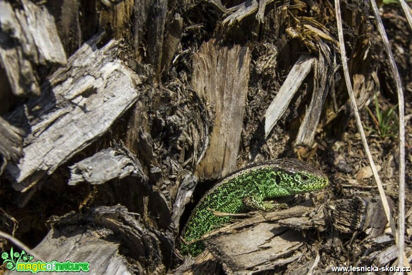 Ještěrka zelená - Lacerta viridis - Foto Jozef Pitoňák (2)