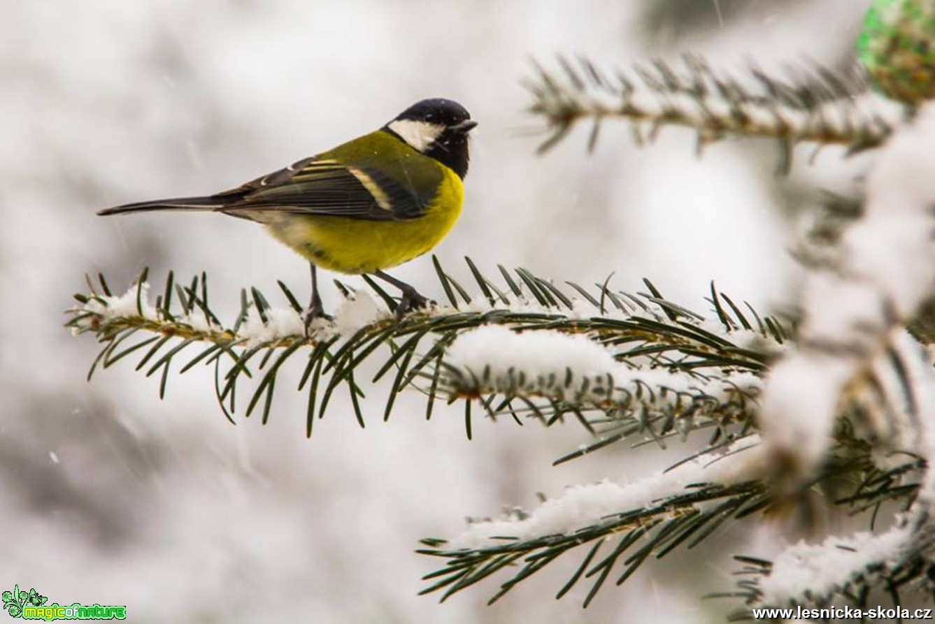 Sýkora koňadra - Parus major - Foto Jozef Pitoňák (1)