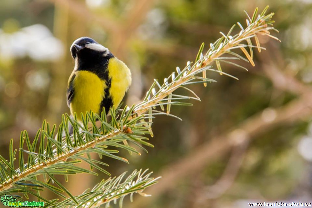 Sýkora koňadra - Parus major - Foto Jozef Pitoňák (2)