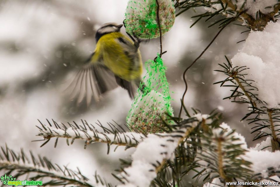 Sýkora modřinka -  Parus caeruleus - Foto Jozef Pitoňák (1)