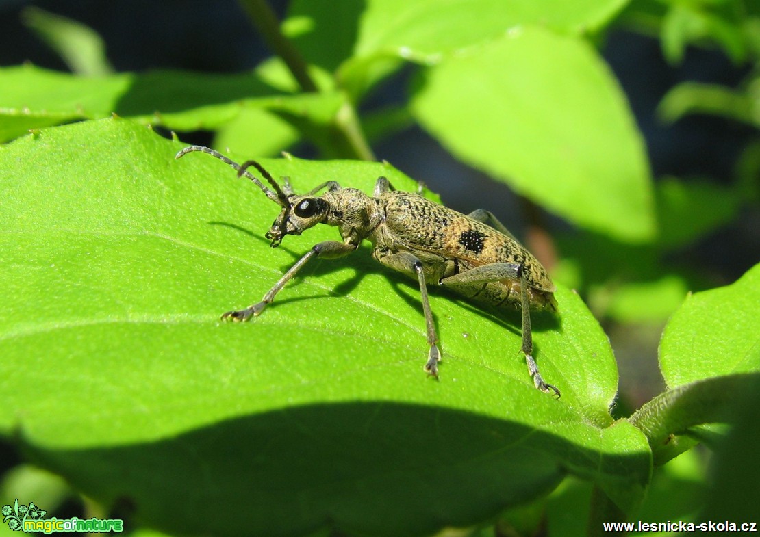 Kousavec korový - Rhagium inquisitor - Foto Miloslav Míšek
