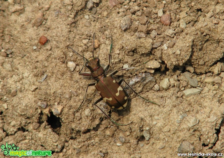 Svižník zvrhlý - Cicindela hybrida - Foto Miloslav Míšek