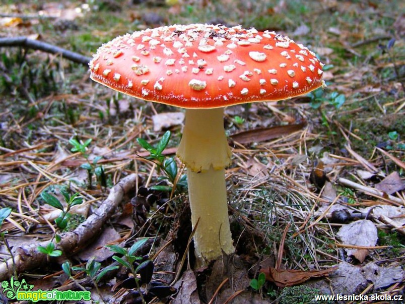 Muchomůrka červená - Amanita muscaria - Foto Jiří Perlík