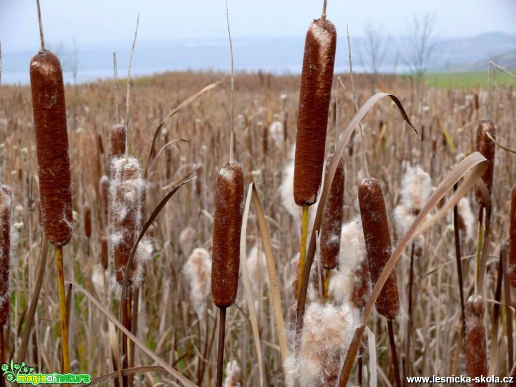 Orobinec - Typha - Foto Jiří Perlík