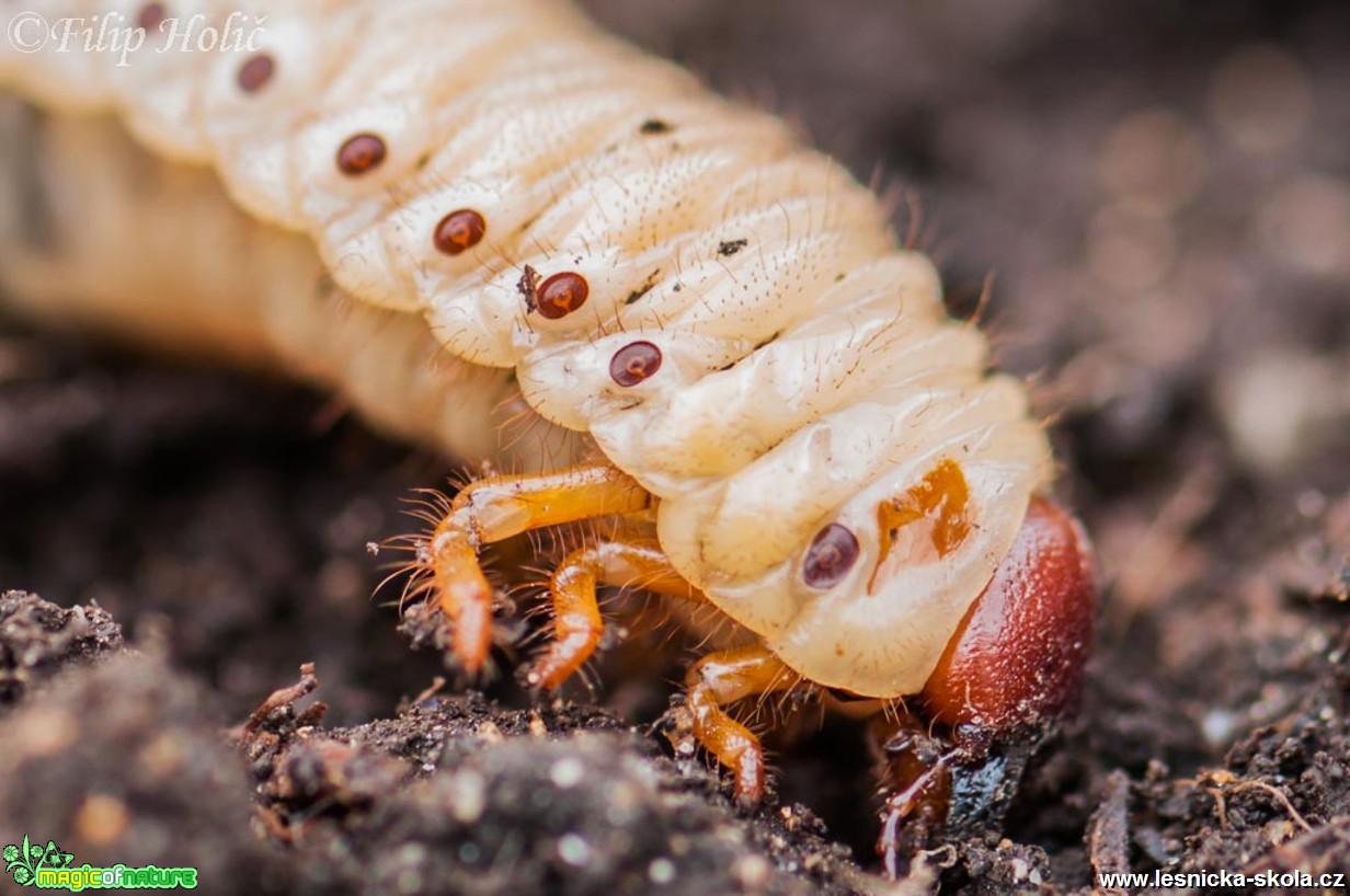 Nosorožík kapucínek - Oryctes nasicornis - larva - Foto Filip Holič