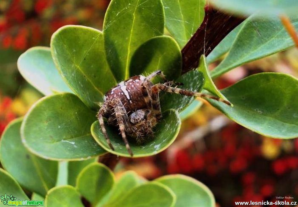 Křížák obecný - Araneus diadematus - Foto Jiří Havel