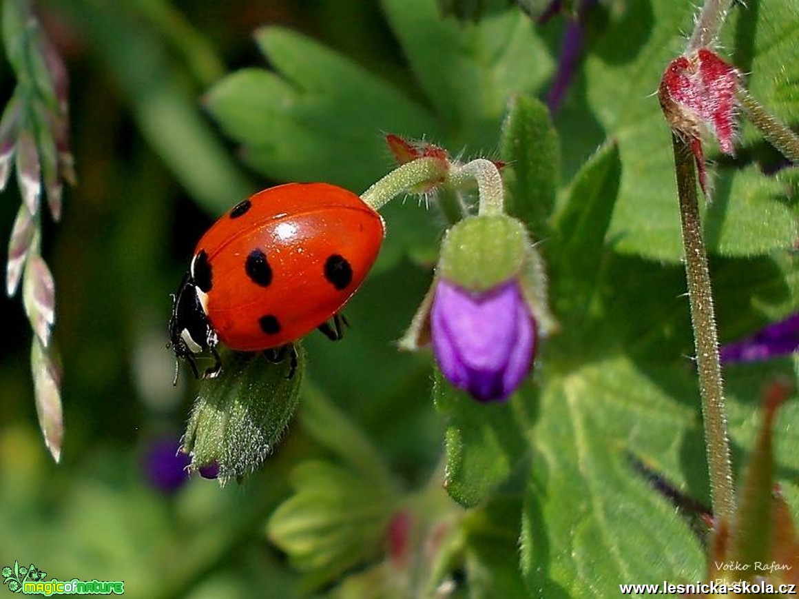 Slunéčko sedmitečné - Coccinella septempunctata - Foto Jiří Havel (1)