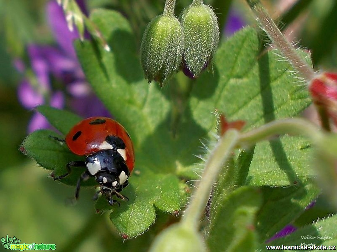 Slunéčko sedmitečné - Coccinella septempunctata - Foto Jiří Havel (2)