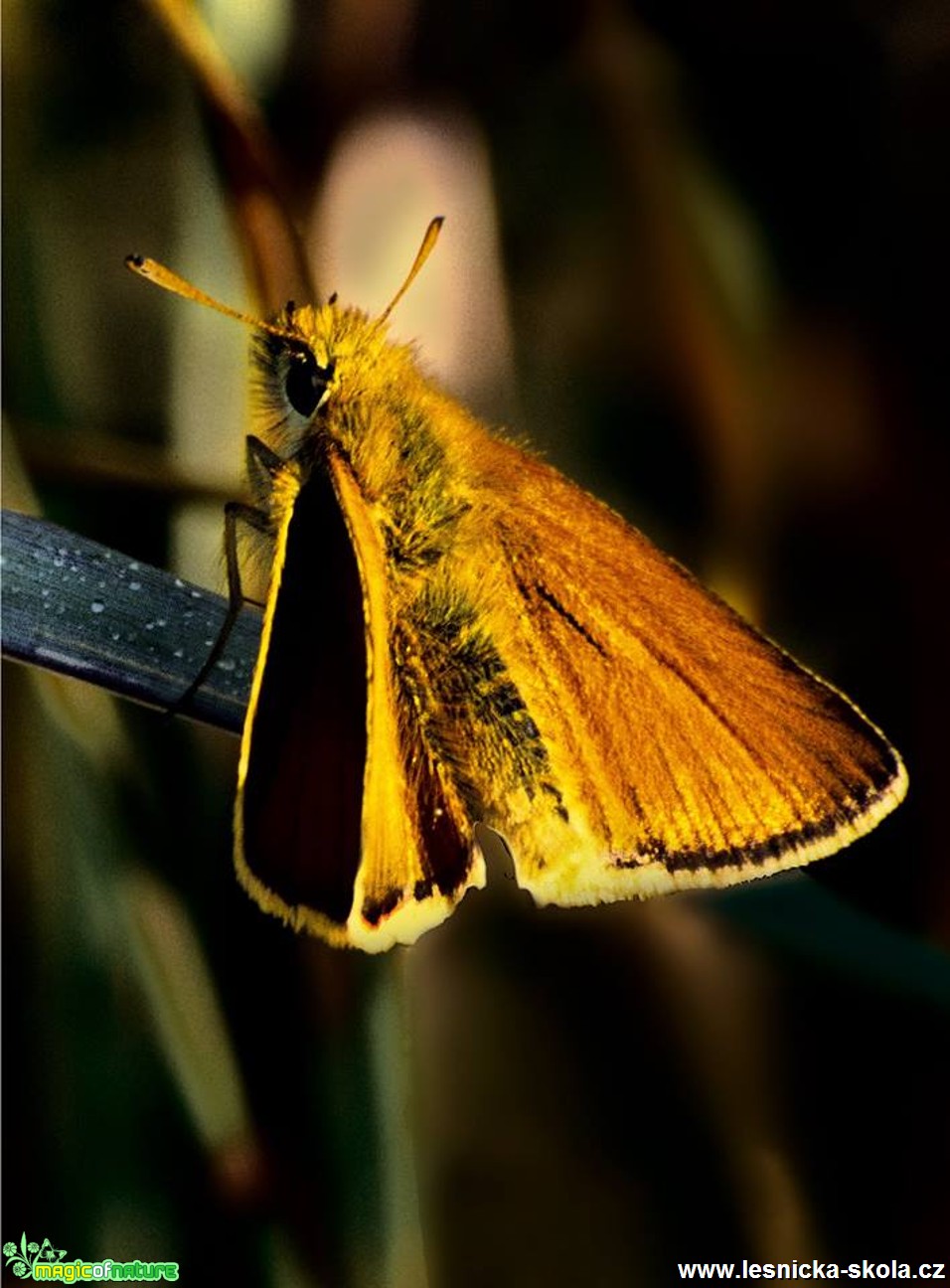 Krása motýlích křídel - Foto Petr Germanič (2)