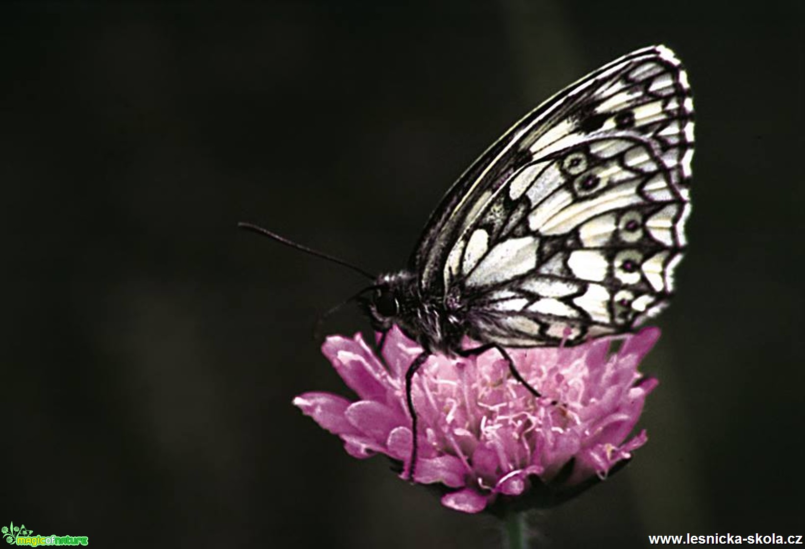 Krása motýlích křídel - Foto Petr Germanič (3)