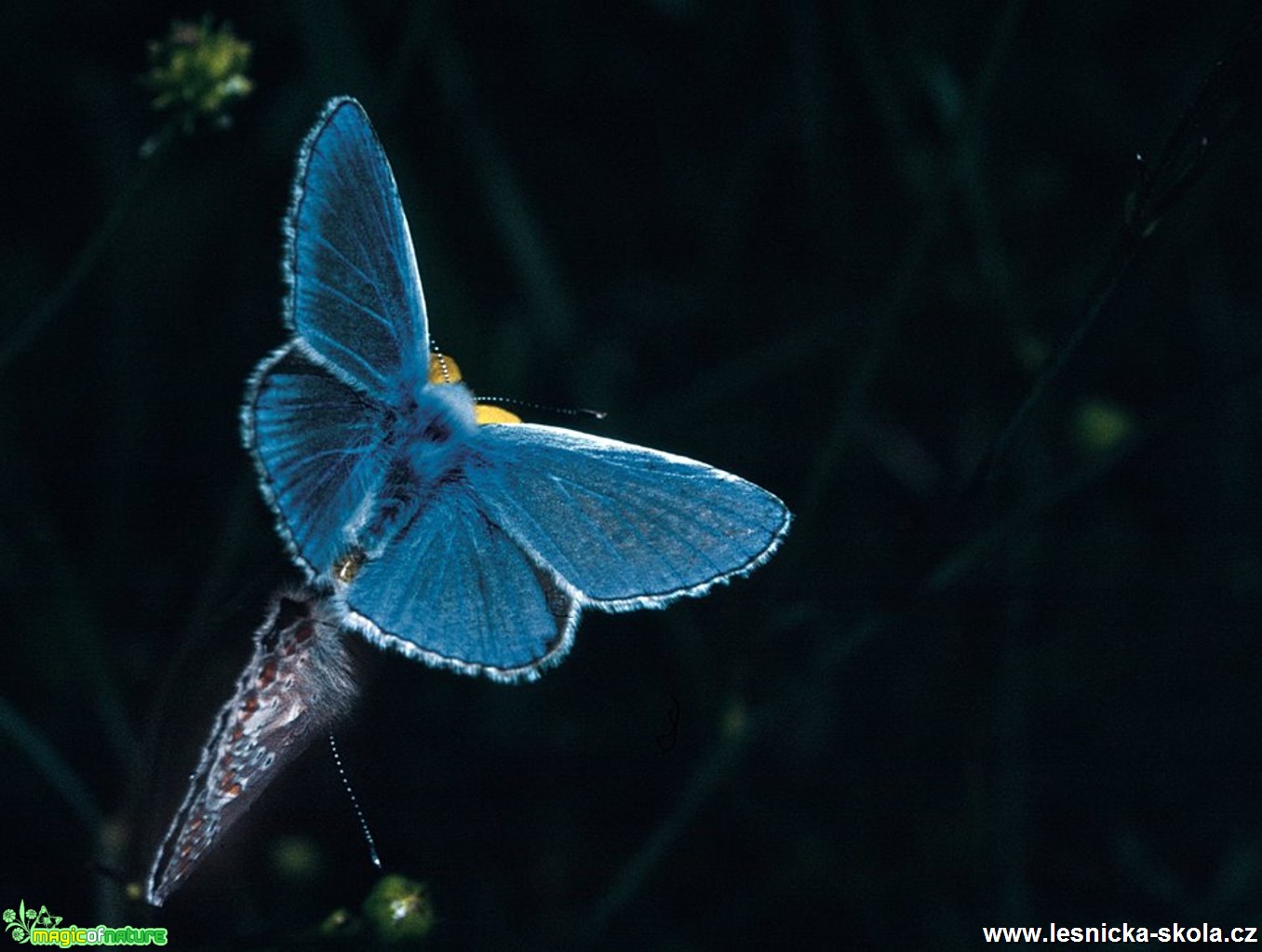 Krása motýlích křídel - Foto Petr Germanič (6)