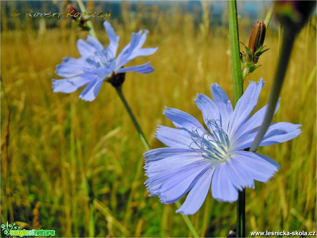 Čekanka obecná - Cichorium intybus - Foto Robert Kopecký