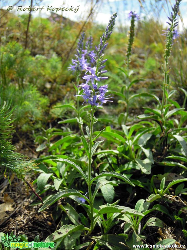 Rozrazil klasnatý -  Pseudolysimachion spicatum - Foto Robert Kopecký