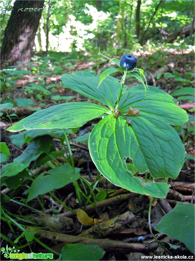 Vraní oko čtyřlisté - Paris quadrifolia - Foto Robert Kopecký