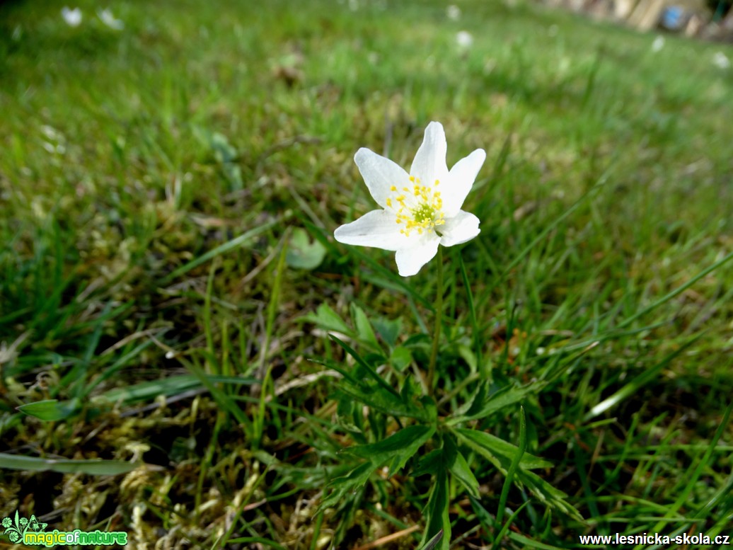 Sasanka hajní - Anemone nemorosa - Foto Karel Kříž