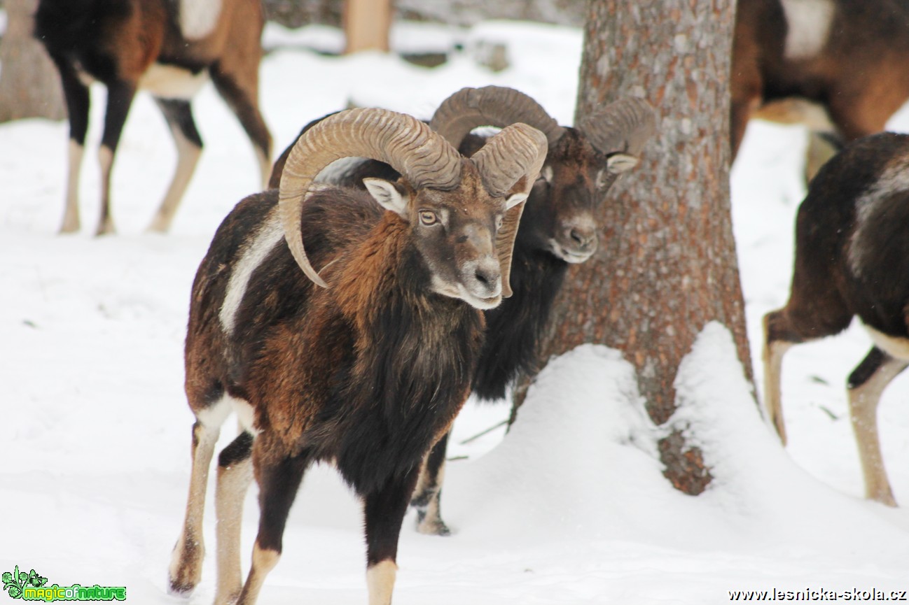 Muflon - Ovis musimon - Foto František Novotný  (4)