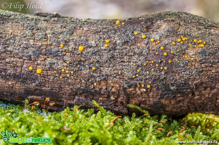 Kropilka rosolovitá - Dacrymyces stillatus - Foto Filip Holič