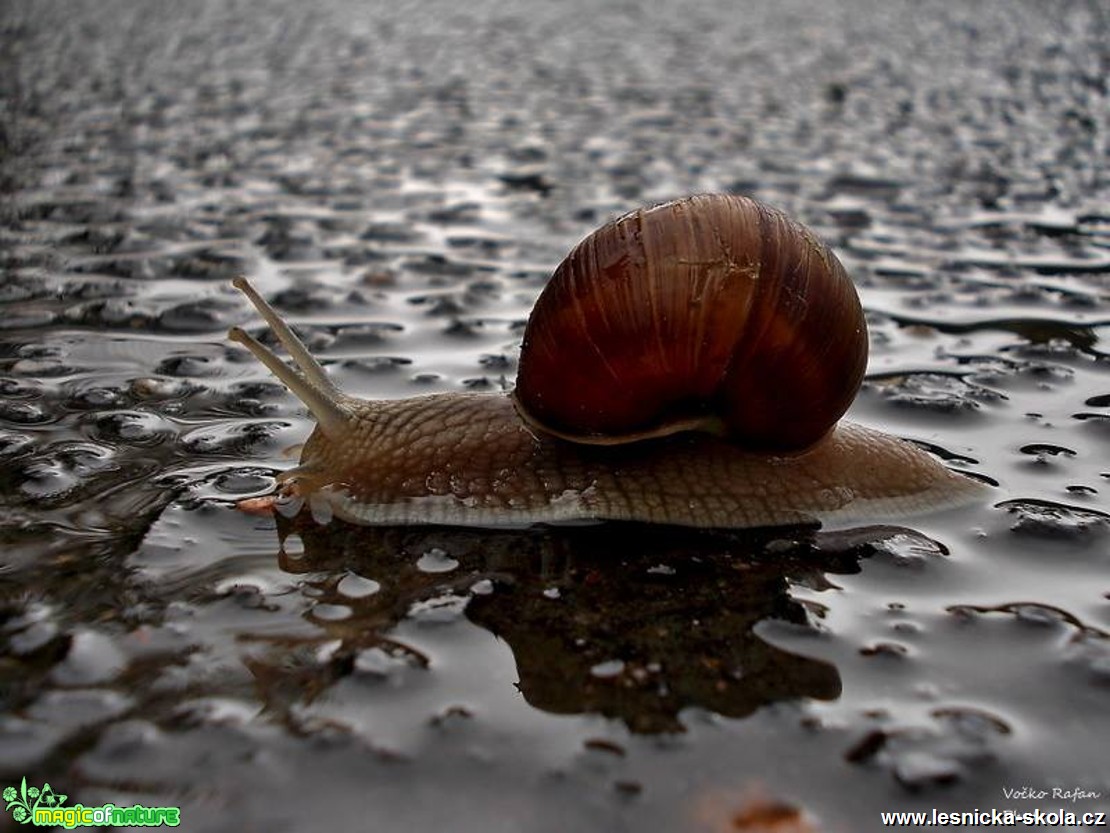 Hlemýžď zahradní - Helix pomatia - Foto Jiří Havel