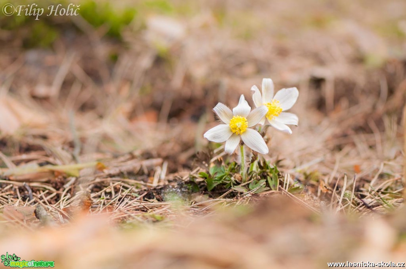 Koniklec jarní - Pulsatilla vernalis u Bělé p. Bezdězem (1)