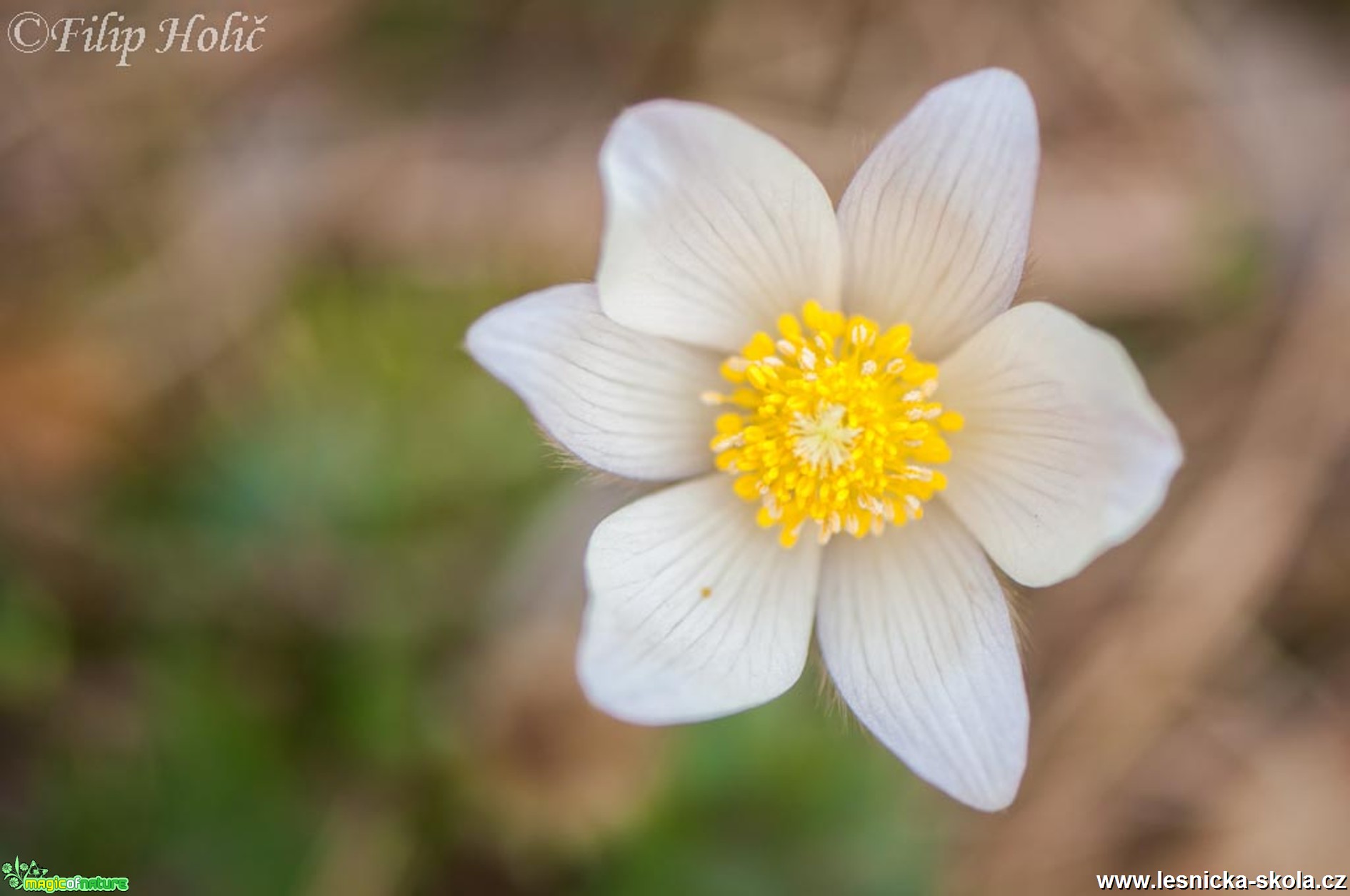 Koniklec jarní - Pulsatilla vernalis u Bělé p. Bezdězem (2)