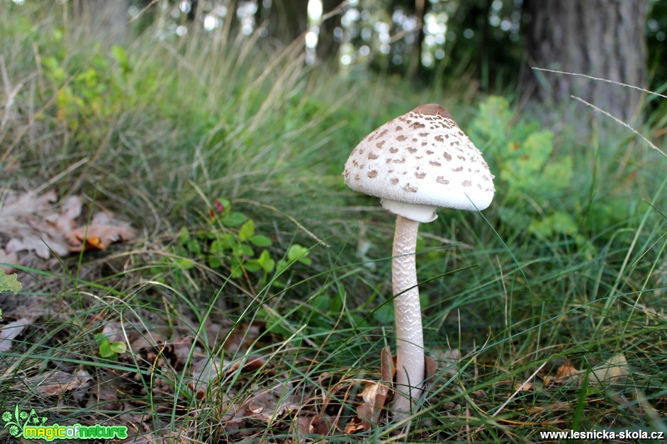 Bedla vysoká -  Macrolepiota procera - Foto František Novotný (3)