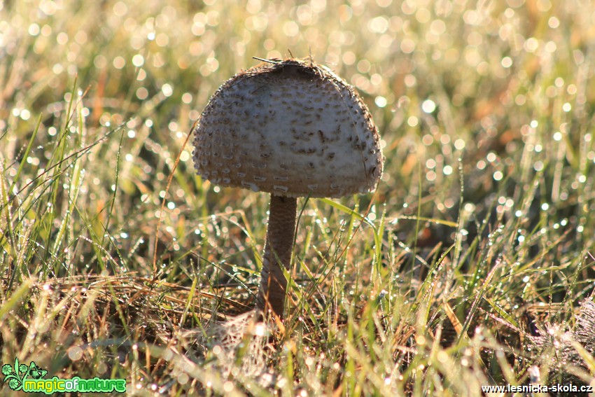 Bedla vysoká -  Macrolepiota procera - Foto František Novotný (5)